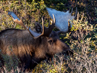 AC18b Denali wildlife