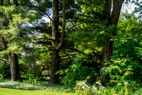 I planted these trees with my dad ...
