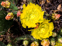 Piedra Lisa Trail 2014-06-18